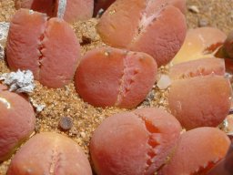 Vanheerdea roodiae leaves